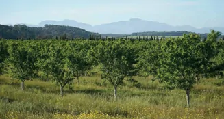 von_poll_real_estate_property_ES255087_image_49