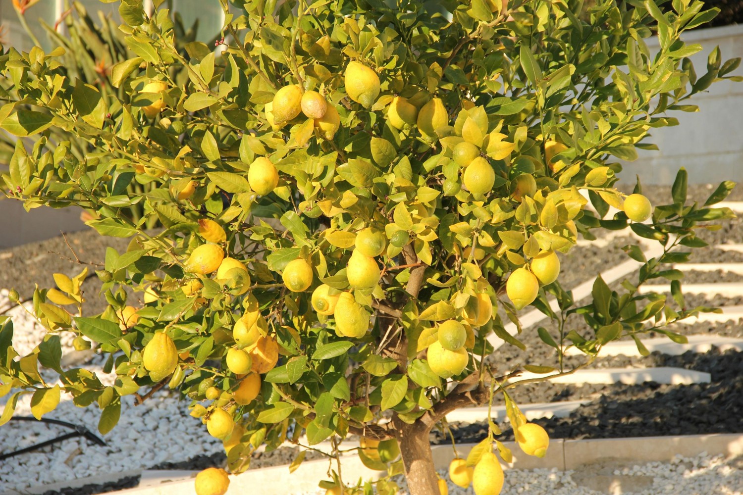 Villa-mit-exklusiven-Blick-in-Bonaire