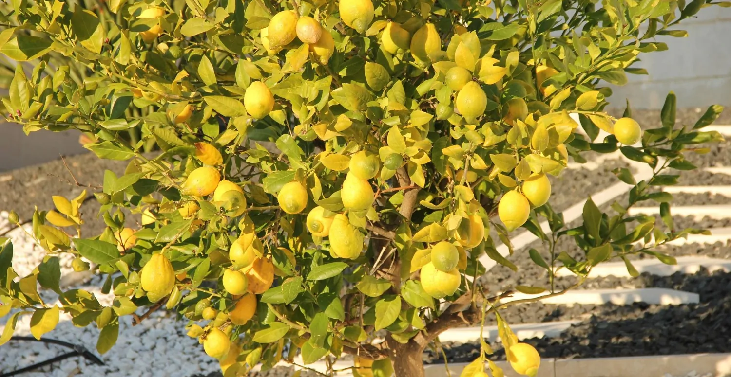 Villa-mit-exklusiven-Blick-in-Bonaire