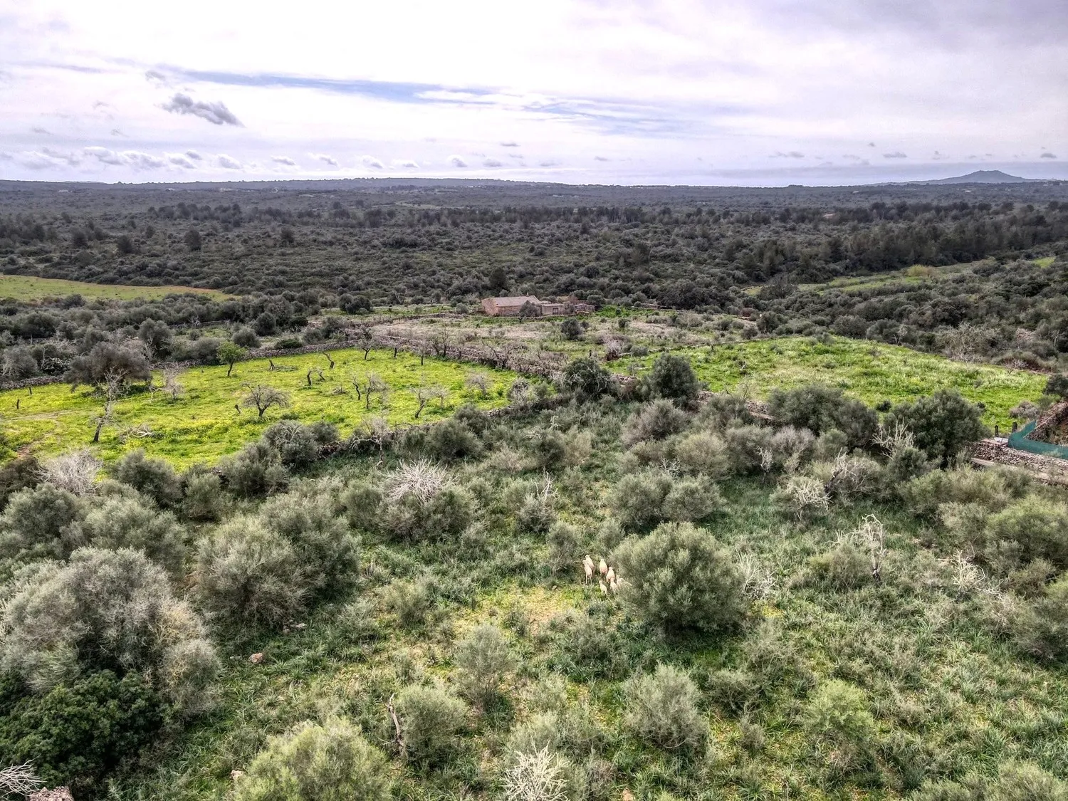 Plot-with-project-license-in-Santa-Margalida
