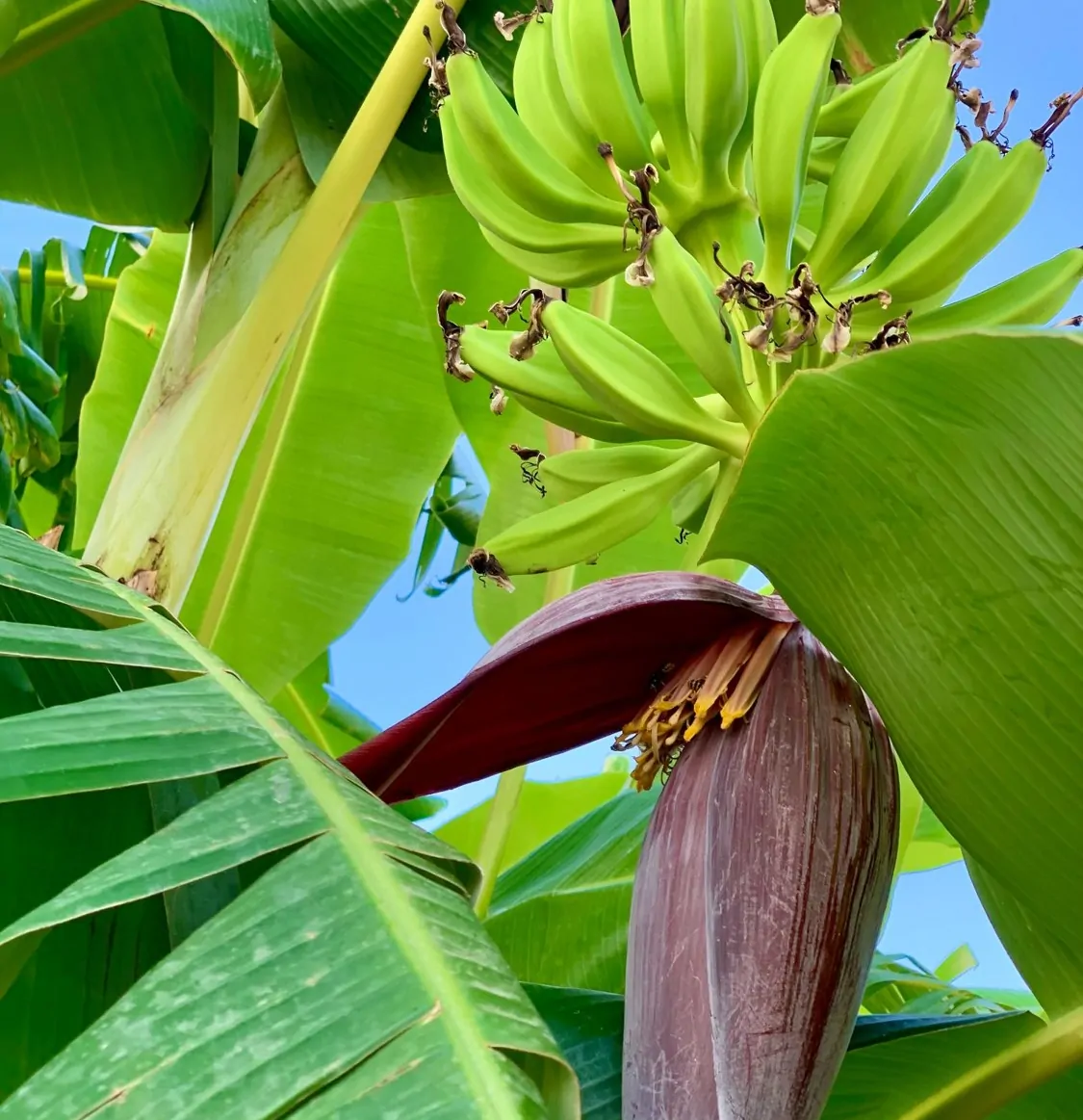 Villa-mit-Lizenz-zur-Ferienvermietung-in-Colonia-de-Sant-Pere