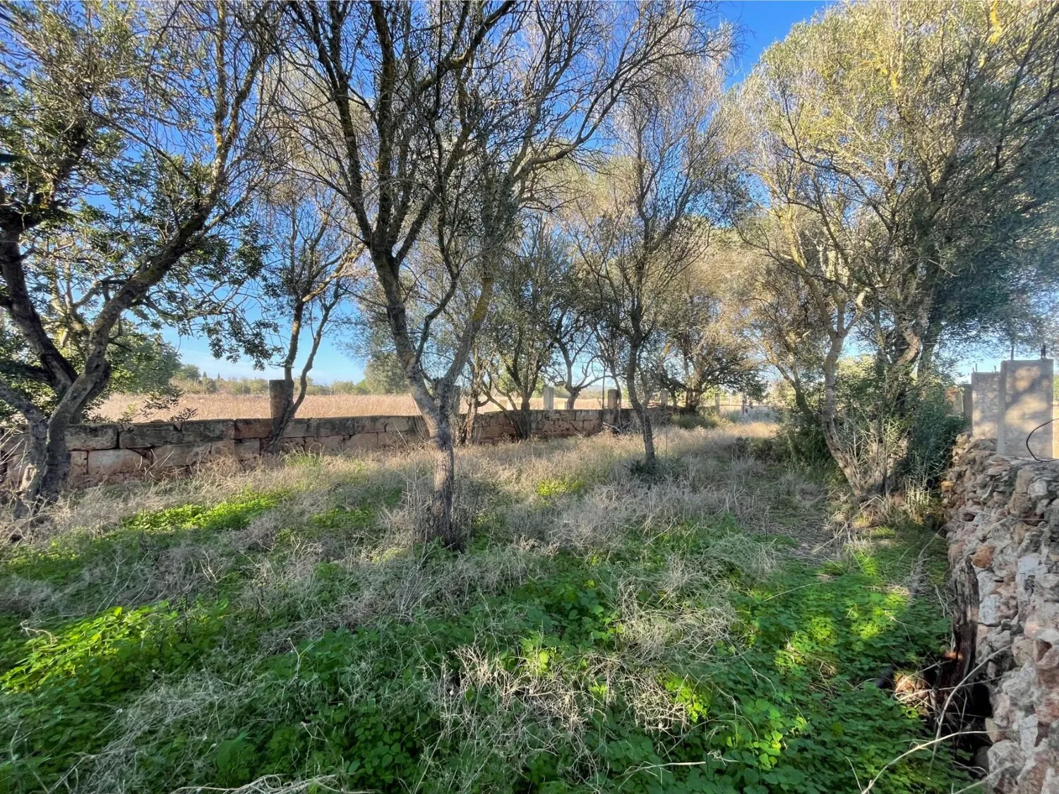 Terreno