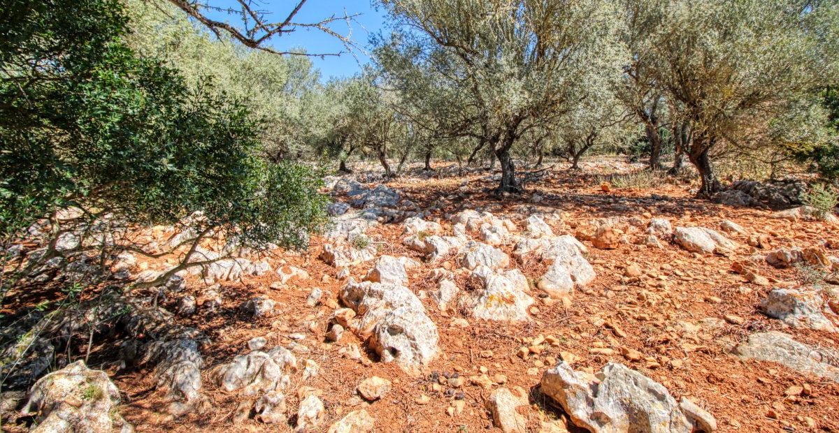 fantastischer-historischer-finca-besitz-aus-dem-jahr-1834-in-sant-llorenç-des-cardassar-mit-möglichkeit-der-lizenz-für-eine-kleine-landhotel-investition