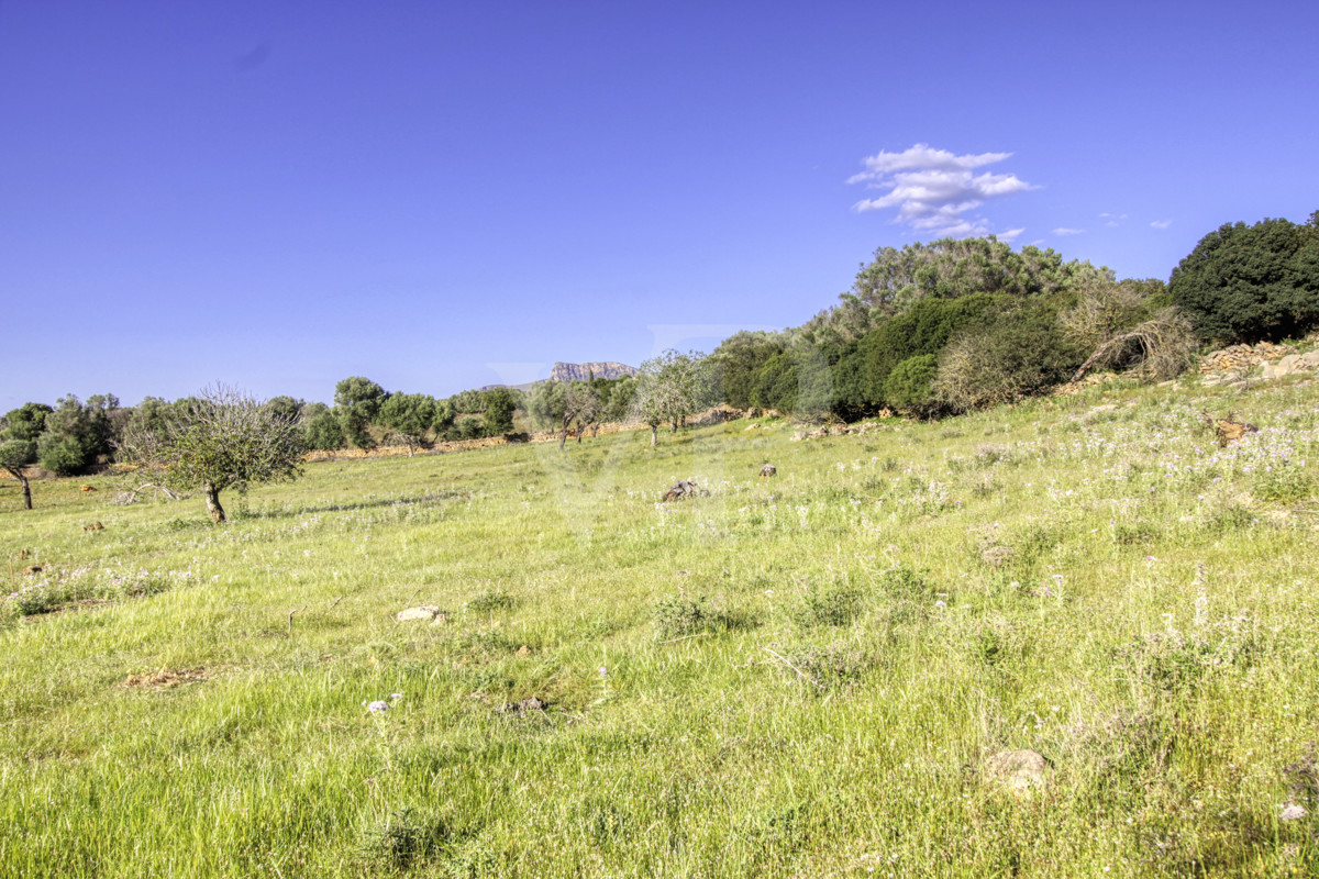 fantástica-rústica-con-una-excelente-ubicación-en-manacor-en-la-sierra-de-llevant