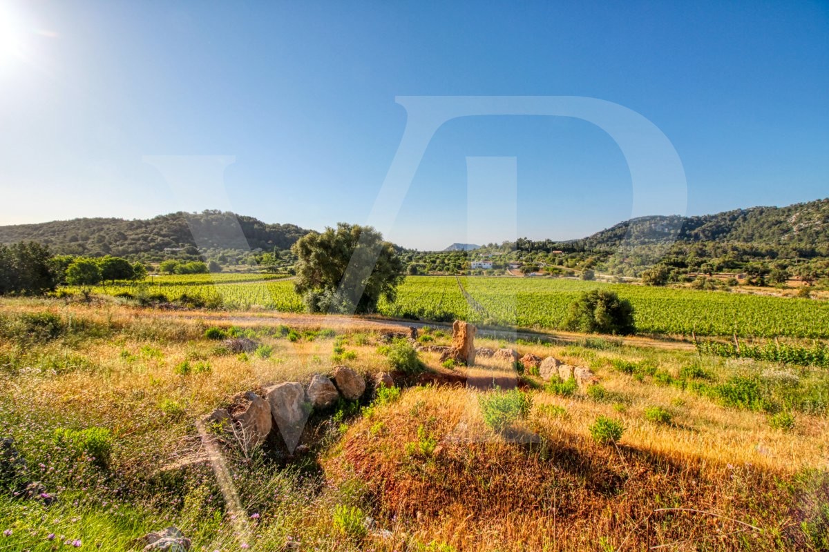Schönes Anwesen von 29 Hektar in Puig de Maria in Pollença mit Weinberg, Olivenhain, Steineichenwald und der Möglichkeit, ein Haus oder einen Weinkeller zu bauen