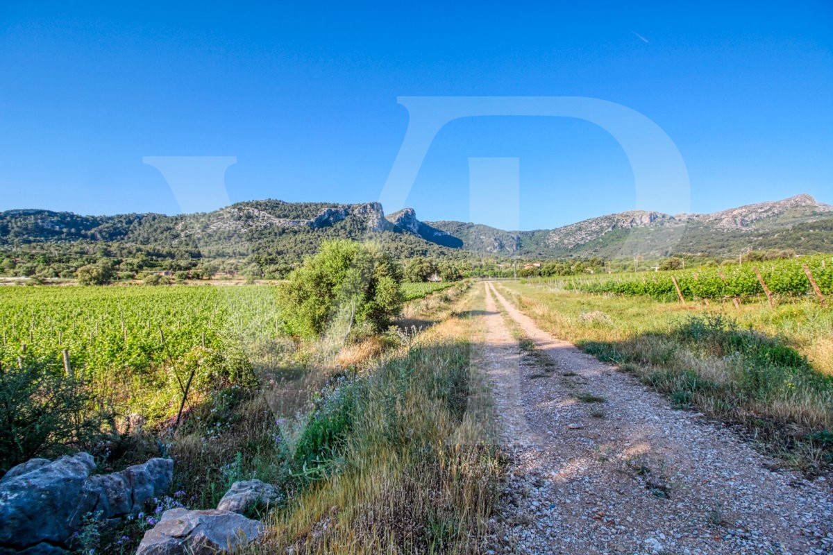 Schönes Anwesen von 29 Hektar in Puig de Maria in Pollença mit Weinberg, Olivenhain, Steineichenwald und der Möglichkeit, ein Haus oder einen Weinkeller zu bauen
