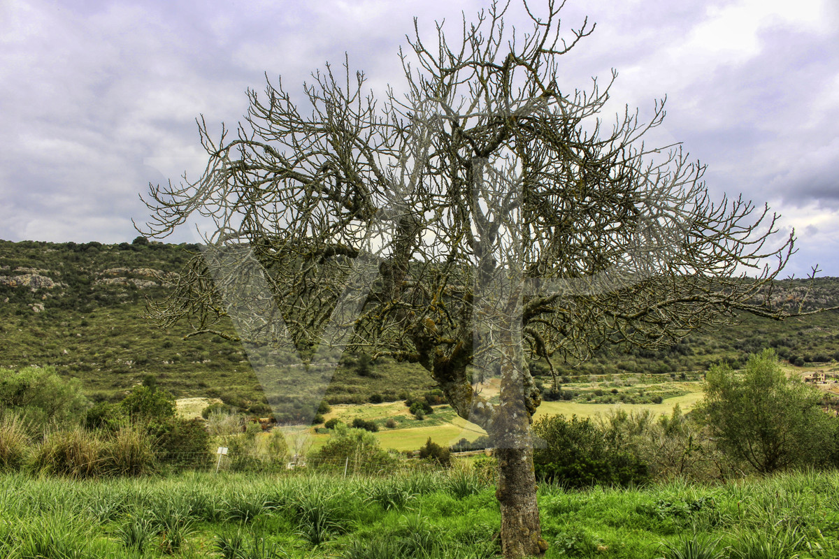 Spektakuläre Finca mit fantastischem mallorquinischem Haus auf einem Hügel in Manacor