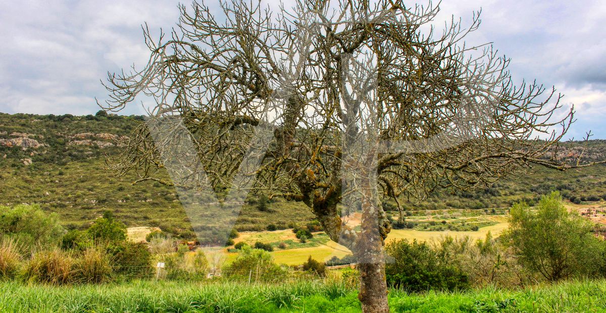 Spektakuläre Finca mit fantastischem mallorquinischem Haus auf einem Hügel in Manacor