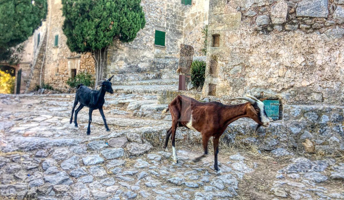 schöne-mallorquinische-finca-mit-ETV-in-fantastischer-lage-in-pollença-zu-verkaufen