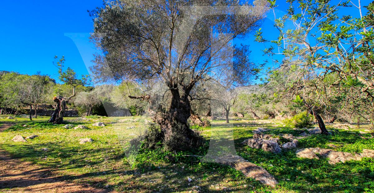 Spektakuläre Finca 40 Hektar mit Blick auf das Meer in Pollensa