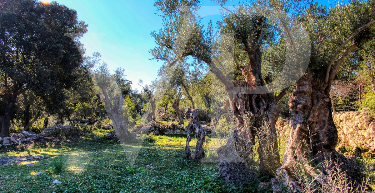 Spektakuläre Finca 40 Hektar mit Blick auf das Meer in Pollensa