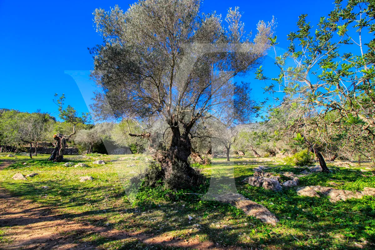 Spektakuläre Finca 40 Hektar mit Blick auf das Meer in Pollensa