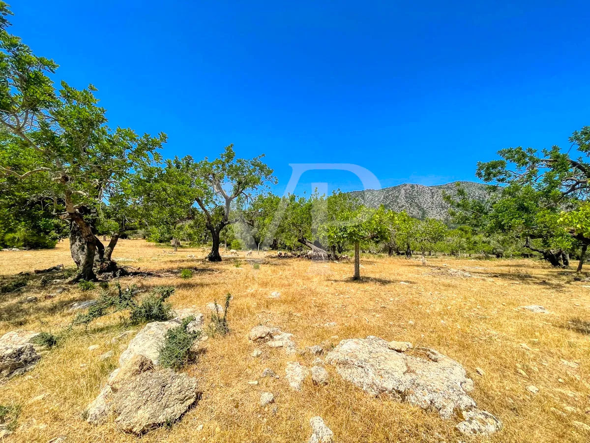 Spektakuläre Finca 40 Hektar mit Blick auf das Meer in Pollensa
