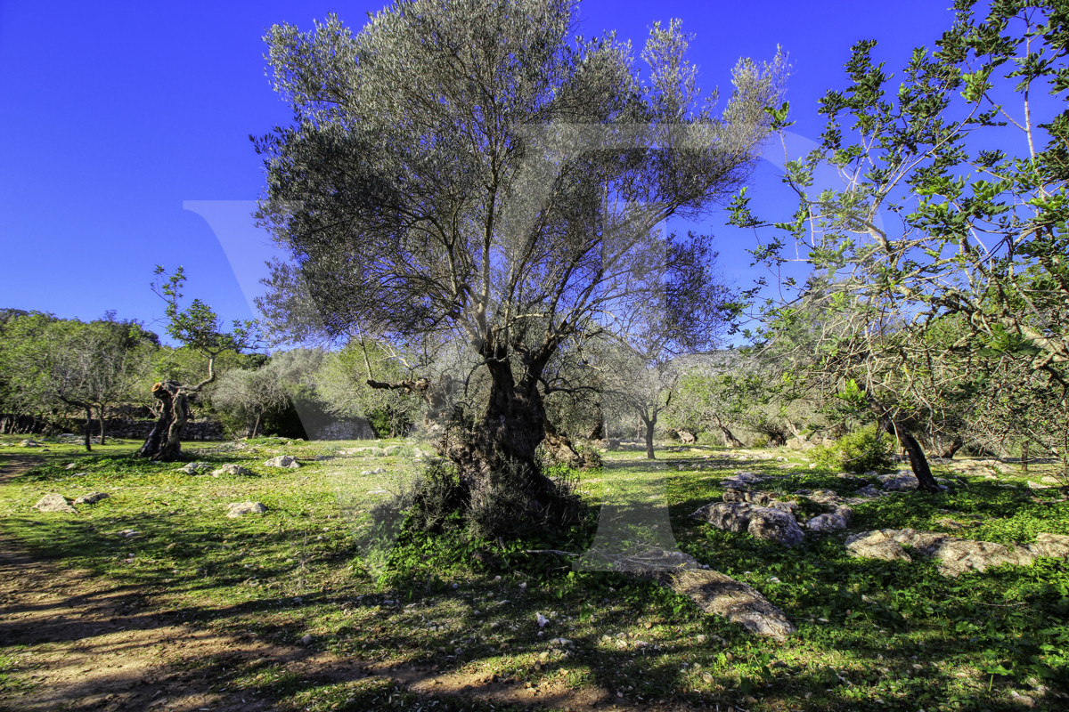 Spektakuläre Finca 40 Hektar mit Blick auf das Meer in Pollensa