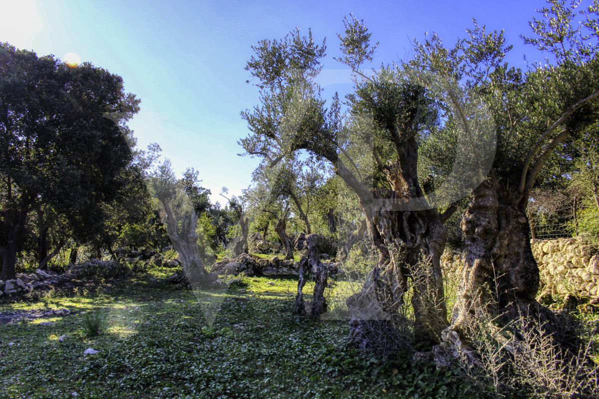 Spektakuläre Finca 40 Hektar mit Blick auf das Meer in Pollensa