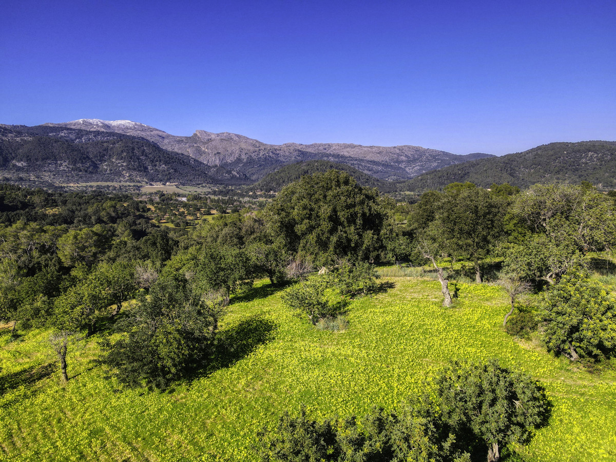 Preciosa-finca-rústica-con-licencia-obra-aprobada-para-construir-casa-y-piscina-en-Campanet