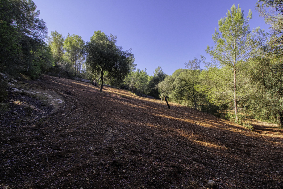 Preciosa-finca-rústica-con-licencia-obra-aprobada-para-construir-casa-y-piscina-en-Campanet