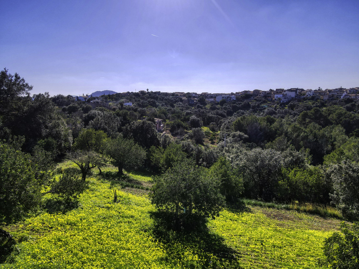 Preciosa-finca-rústica-con-licencia-obra-aprobada-para-construir-casa-y-piscina-en-Campanet