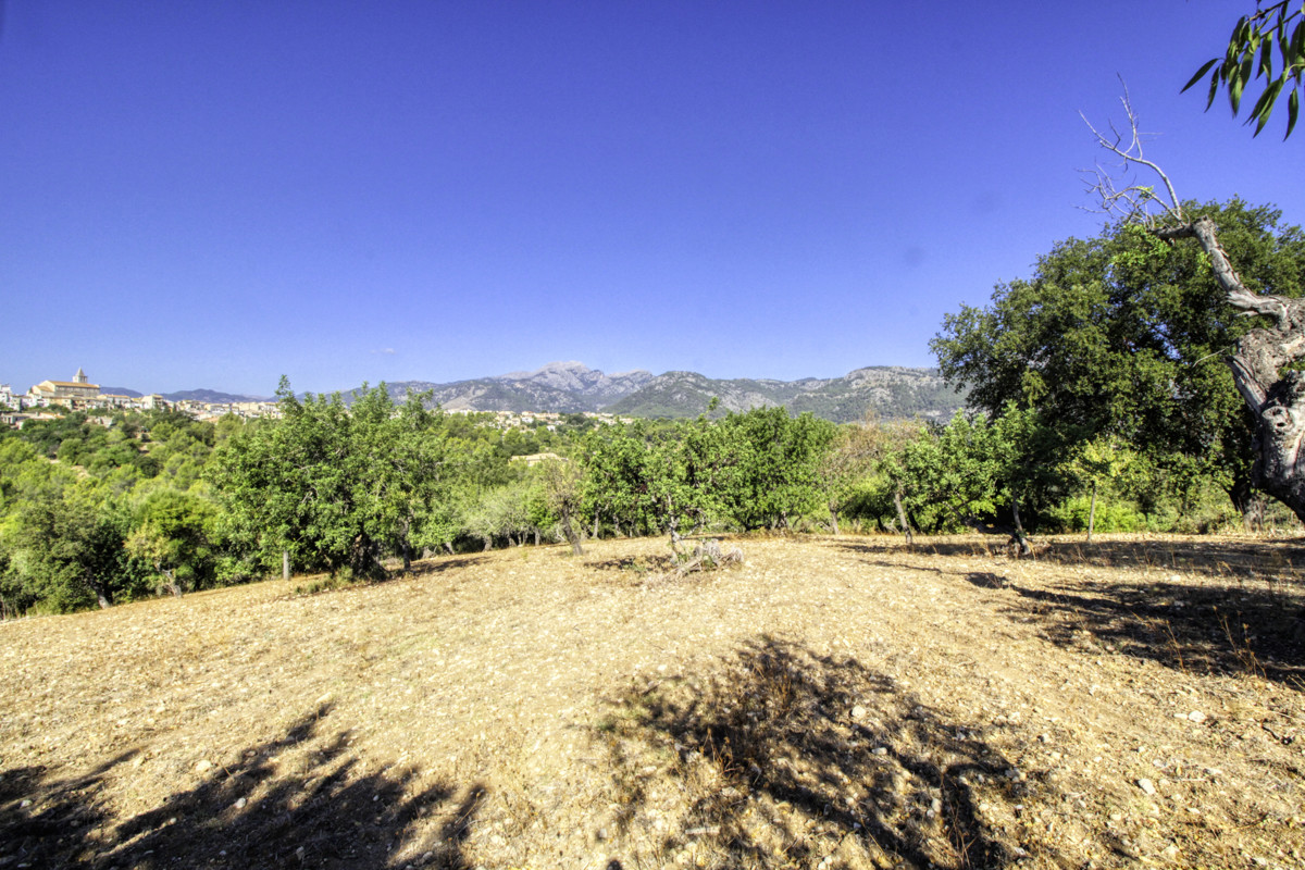 Preciosa-finca-rústica-con-licencia-obra-aprobada-para-construir-casa-y-piscina-en-Campanet