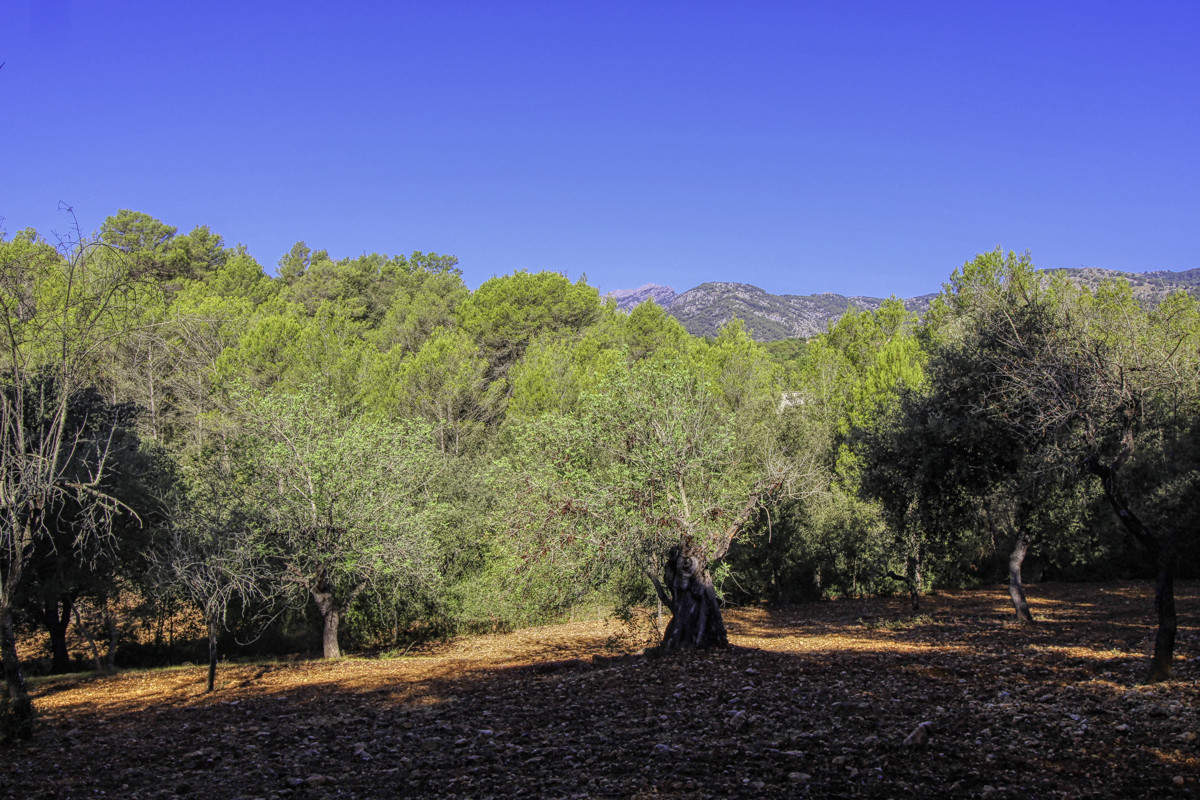 Preciosa-finca-rústica-con-licencia-obra-aprobada-para-construir-casa-y-piscina-en-Campanet