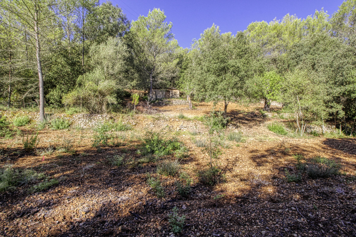 Preciosa-finca-rústica-con-licencia-obra-aprobada-para-construir-casa-y-piscina-en-Campanet