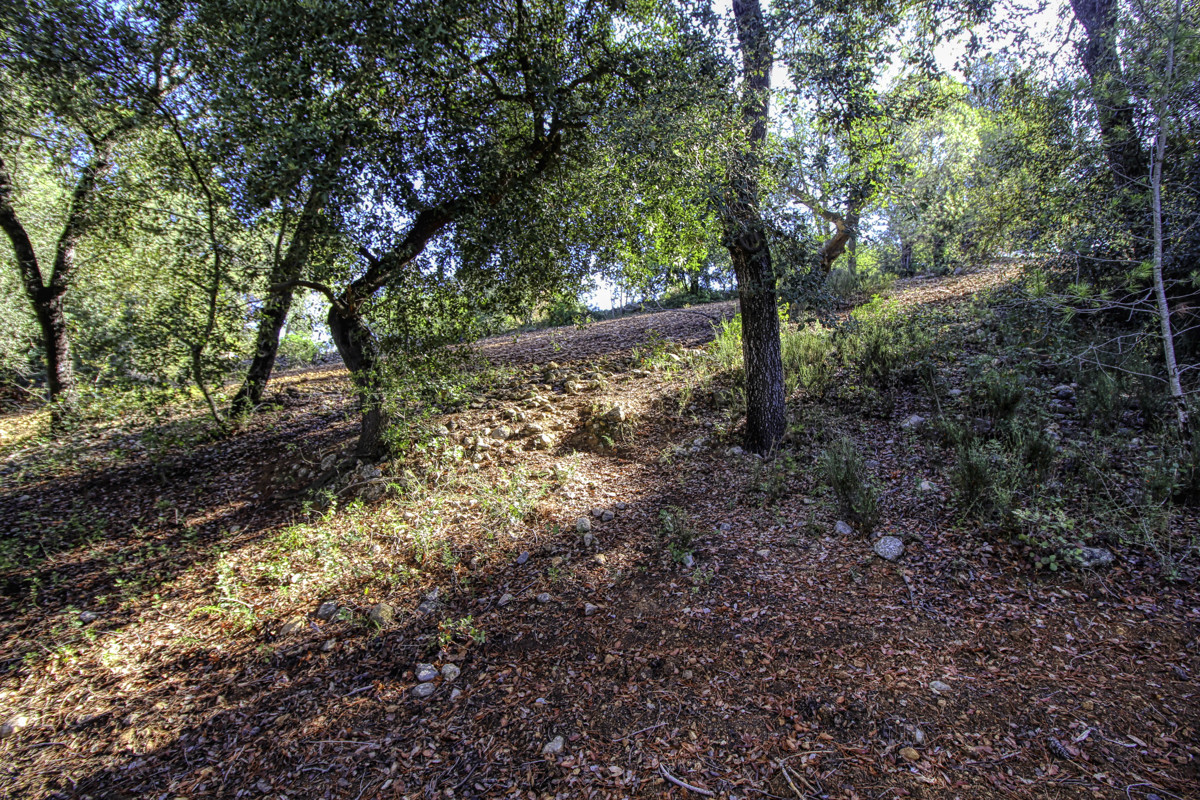 Preciosa-finca-rústica-con-licencia-obra-aprobada-para-construir-casa-y-piscina-en-Campanet