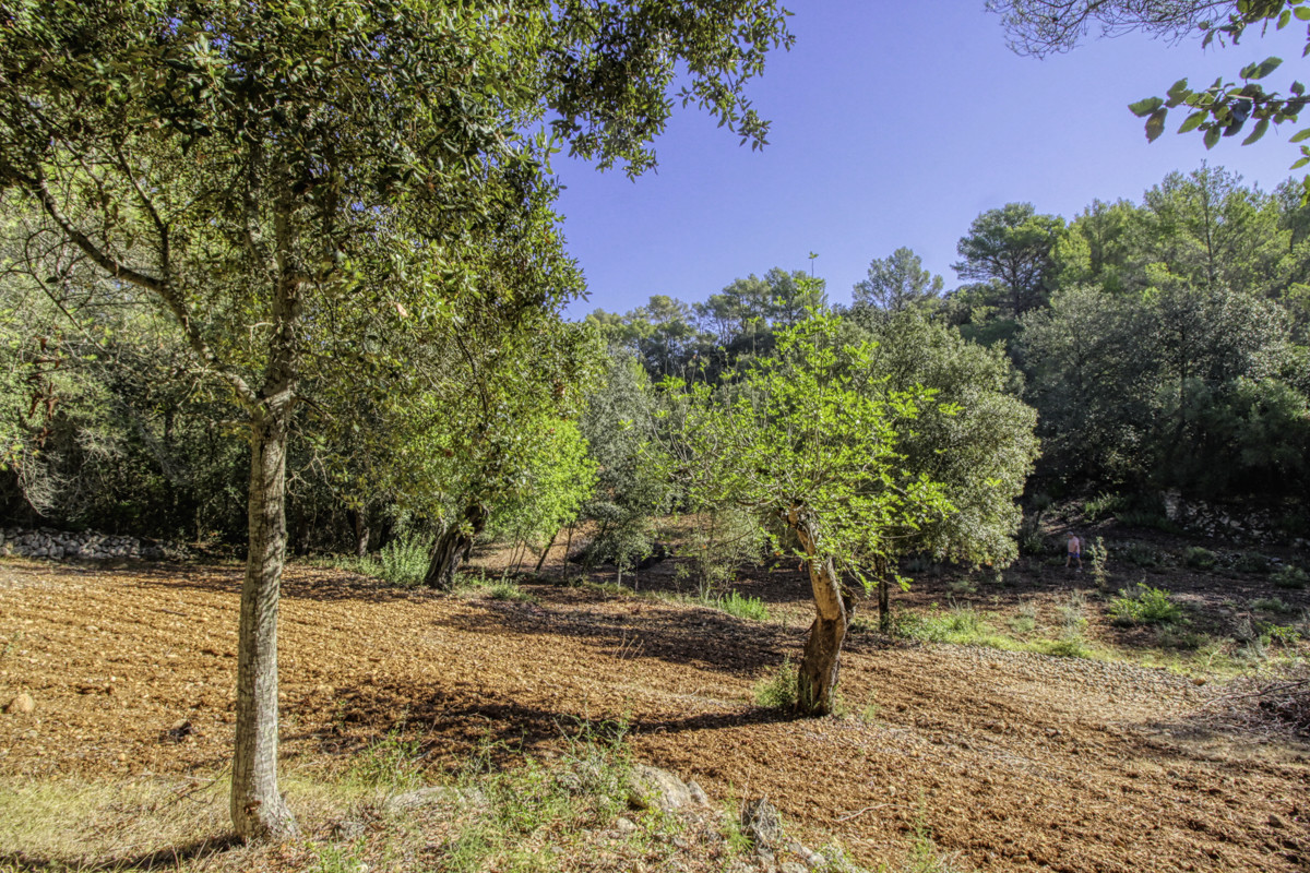 Preciosa-finca-rústica-con-licencia-obra-aprobada-para-construir-casa-y-piscina-en-Campanet