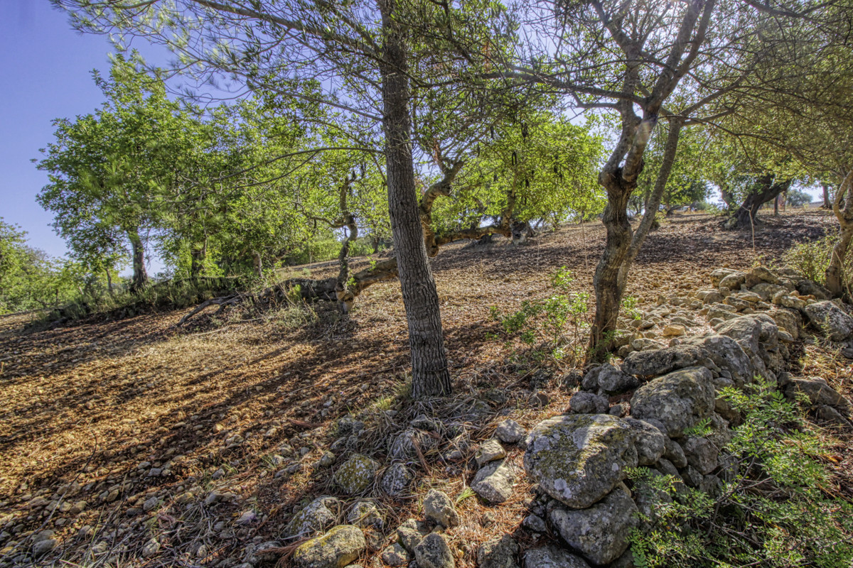 Preciosa-finca-rústica-con-licencia-obra-aprobada-para-construir-casa-y-piscina-en-Campanet