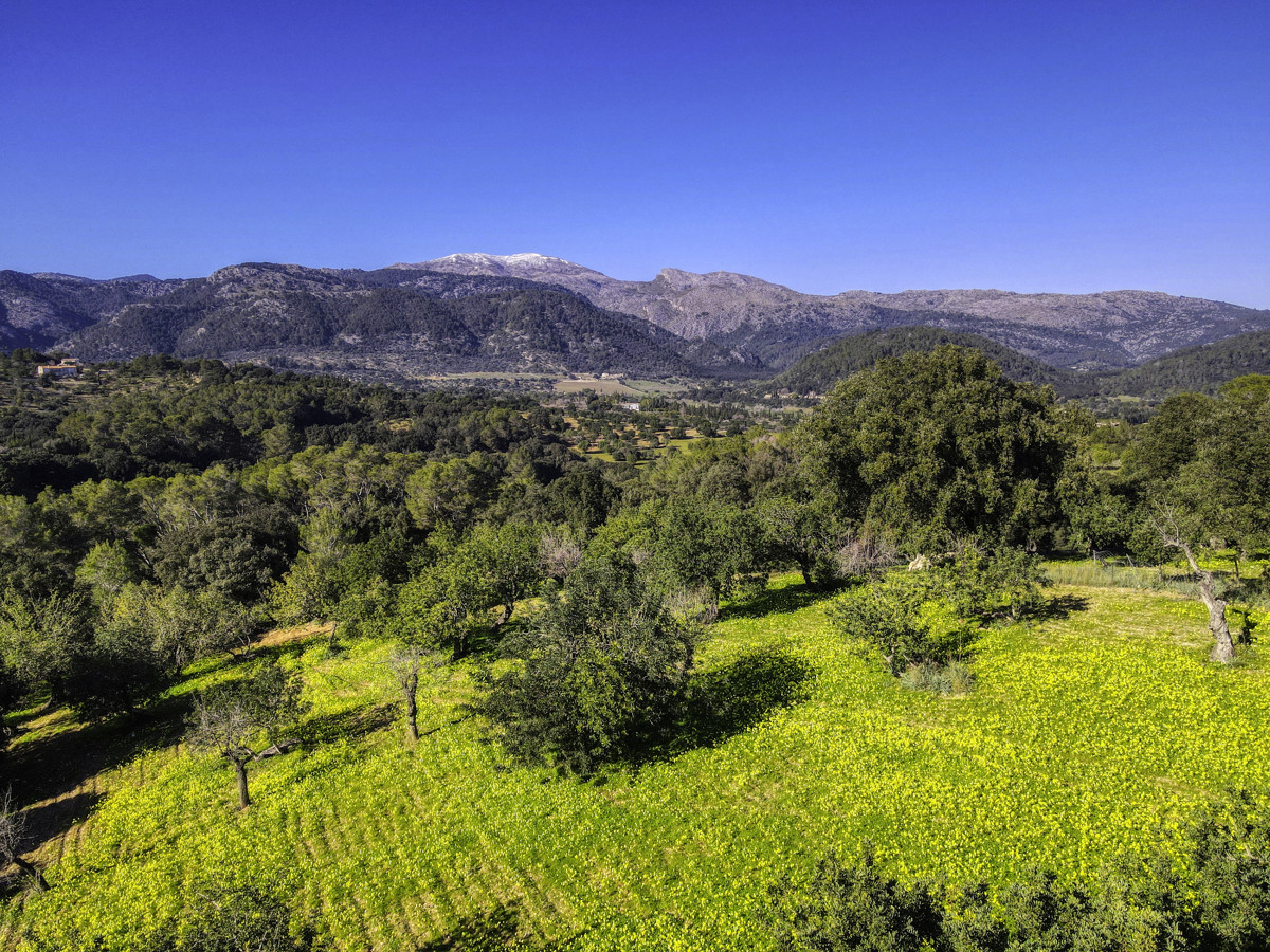 Preciosa-finca-rústica-con-licencia-obra-aprobada-para-construir-casa-y-piscina-en-Campanet