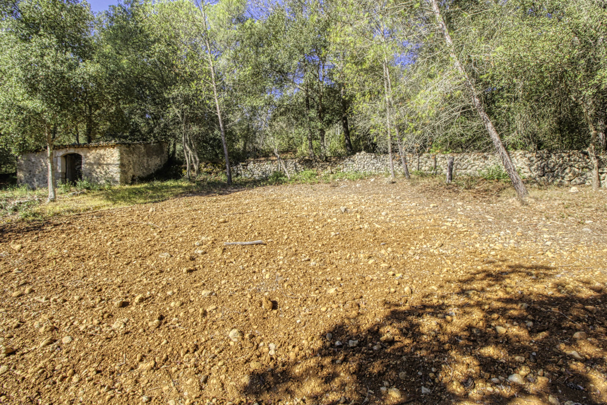 Preciosa-finca-rústica-con-licencia-obra-aprobada-para-construir-casa-y-piscina-en-Campanet