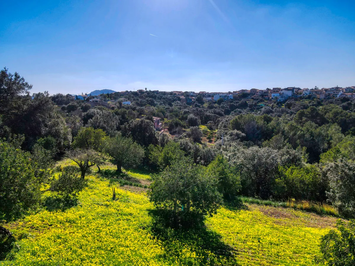 Belle-finca-rustique-avec-permis-de-construire-approuvé-pour-construire-une-maison-et-une-piscine-à-Campanet