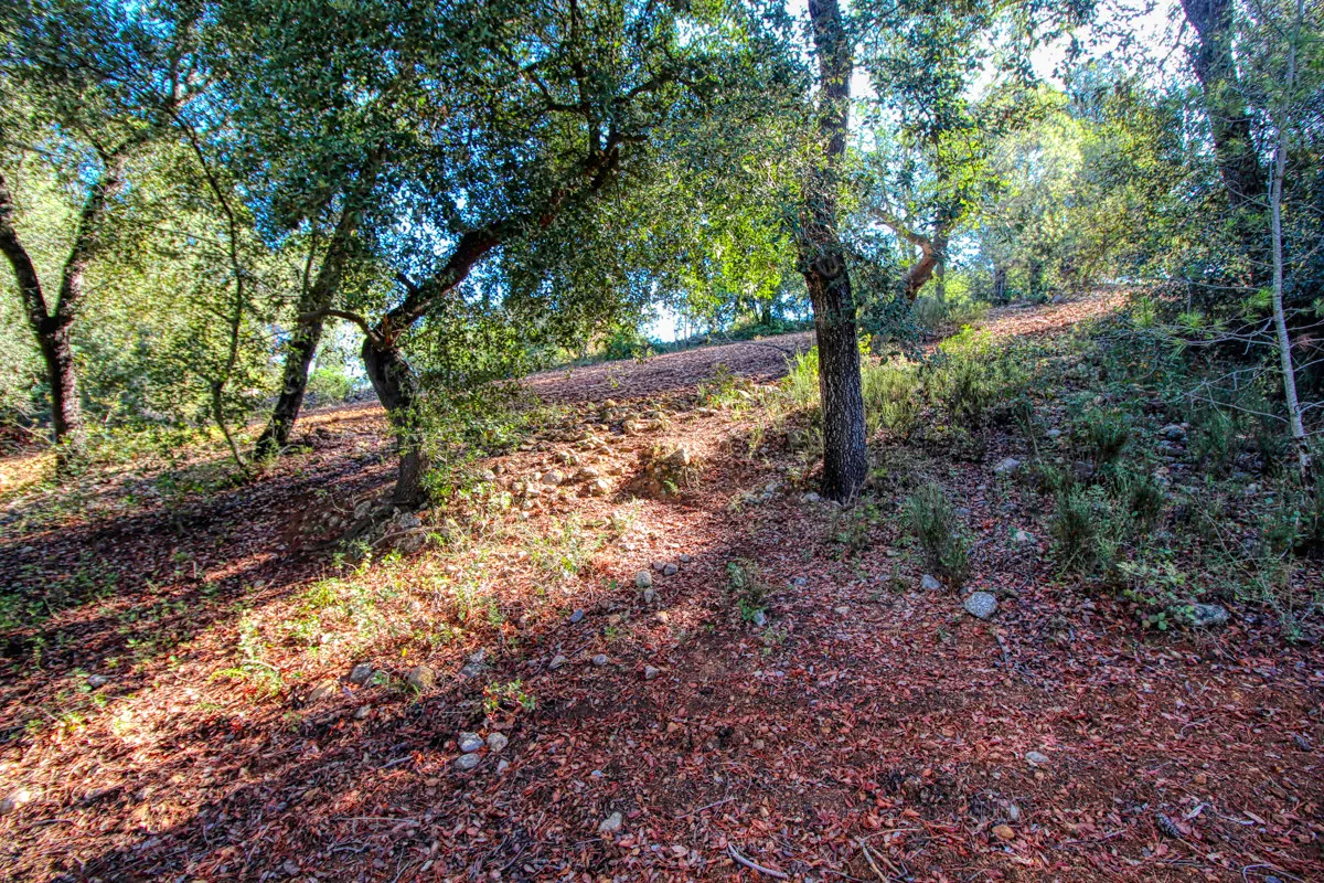 Belle-finca-rustique-avec-permis-de-construire-approuvé-pour-construire-une-maison-et-une-piscine-à-Campanet