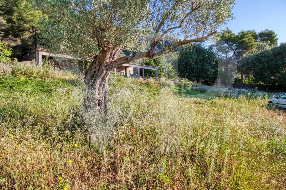 Schönes Anwesen von 29 Hektar in Puig de Maria in Pollença mit Weinberg, Olivenhain, Steineichenwald und der Möglichkeit, ein Haus oder einen Weinkeller zu bauen