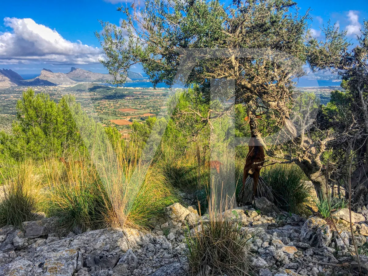 Schönes Anwesen von 29 Hektar in Puig de Maria in Pollença mit Weinberg, Olivenhain, Steineichenwald und der Möglichkeit, ein Haus oder einen Weinkeller zu bauen
