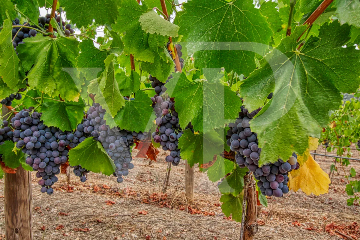 Schönes Anwesen von 29 Hektar in Puig de Maria in Pollença mit Weinberg, Olivenhain, Steineichenwald und der Möglichkeit, ein Haus oder einen Weinkeller zu bauen