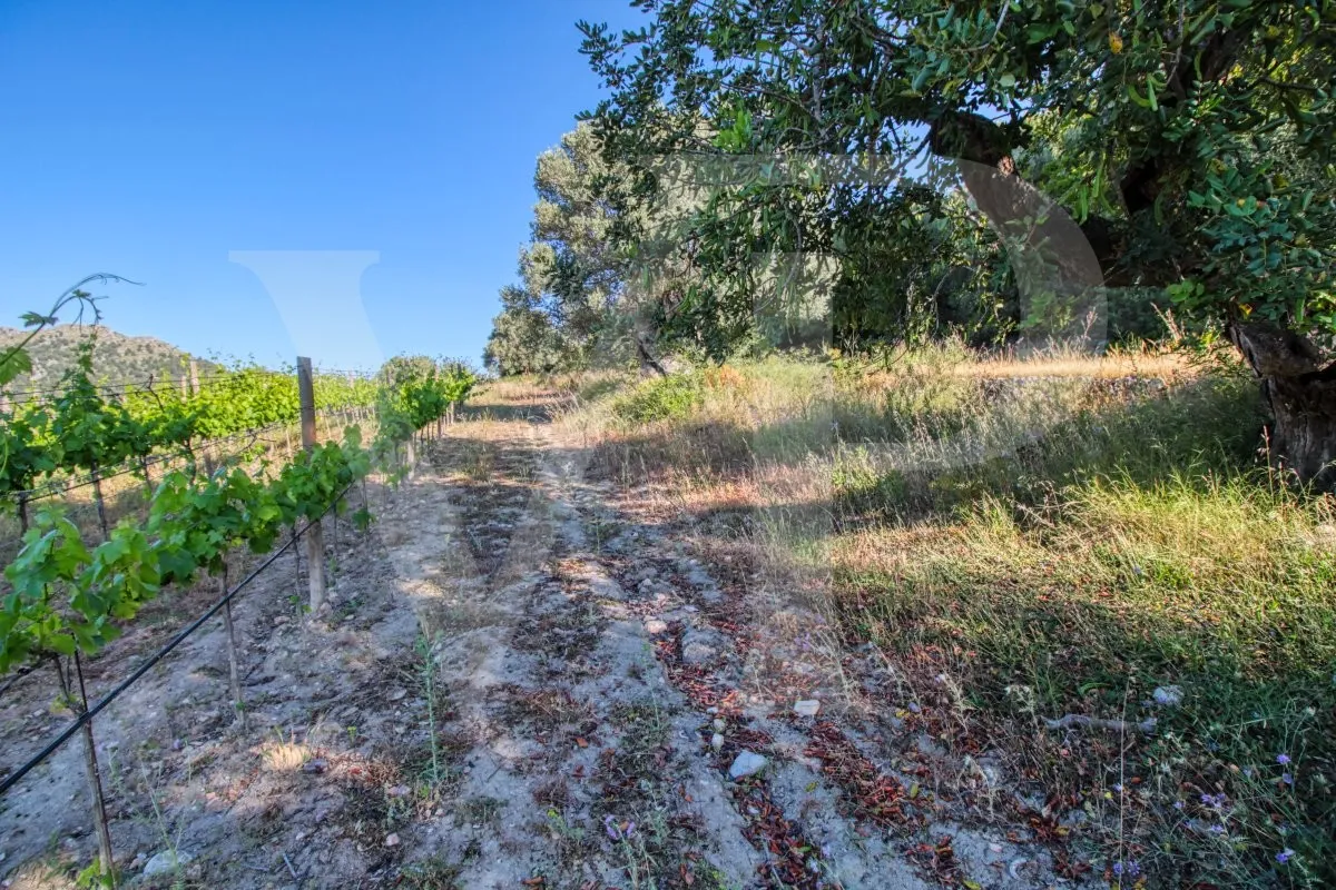 Schönes Anwesen von 29 Hektar in Puig de Maria in Pollença mit Weinberg, Olivenhain, Steineichenwald und der Möglichkeit, ein Haus oder einen Weinkeller zu bauen