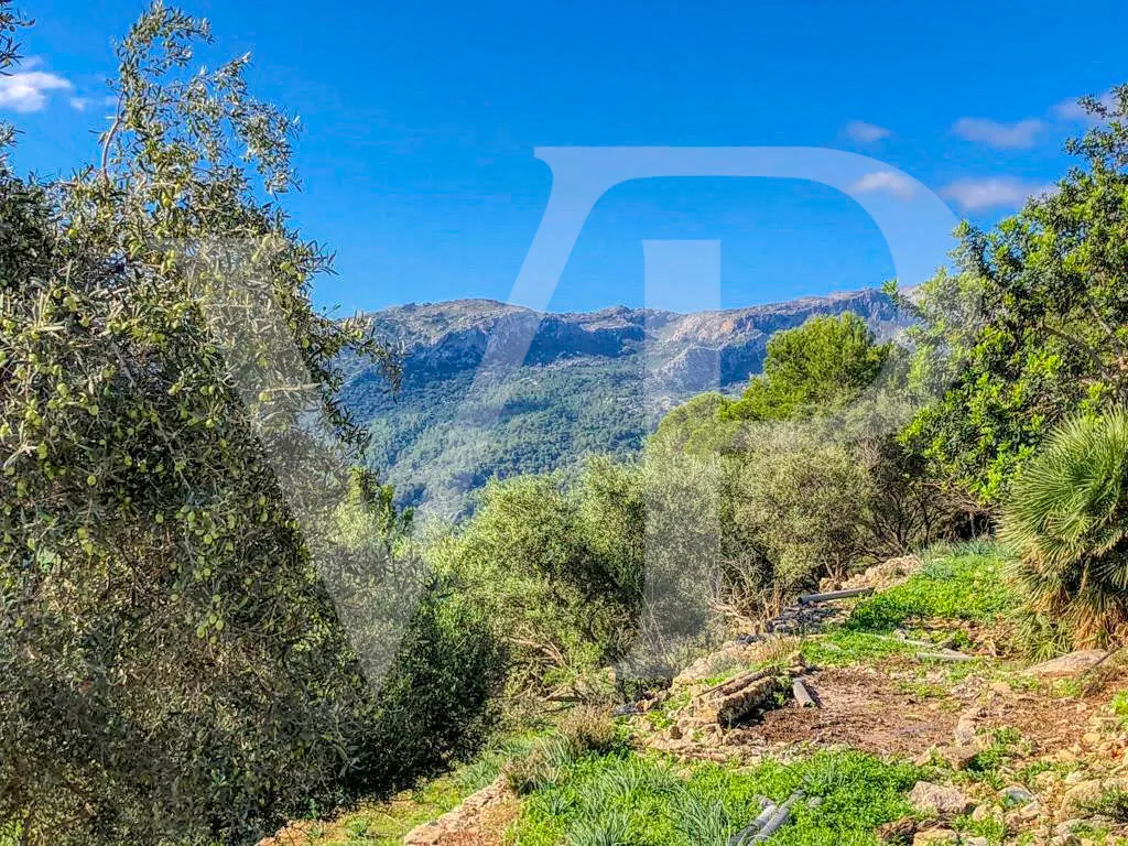 Schönes Anwesen von 29 Hektar in Puig de Maria in Pollença mit Weinberg, Olivenhain, Steineichenwald und der Möglichkeit, ein Haus oder einen Weinkeller zu bauen