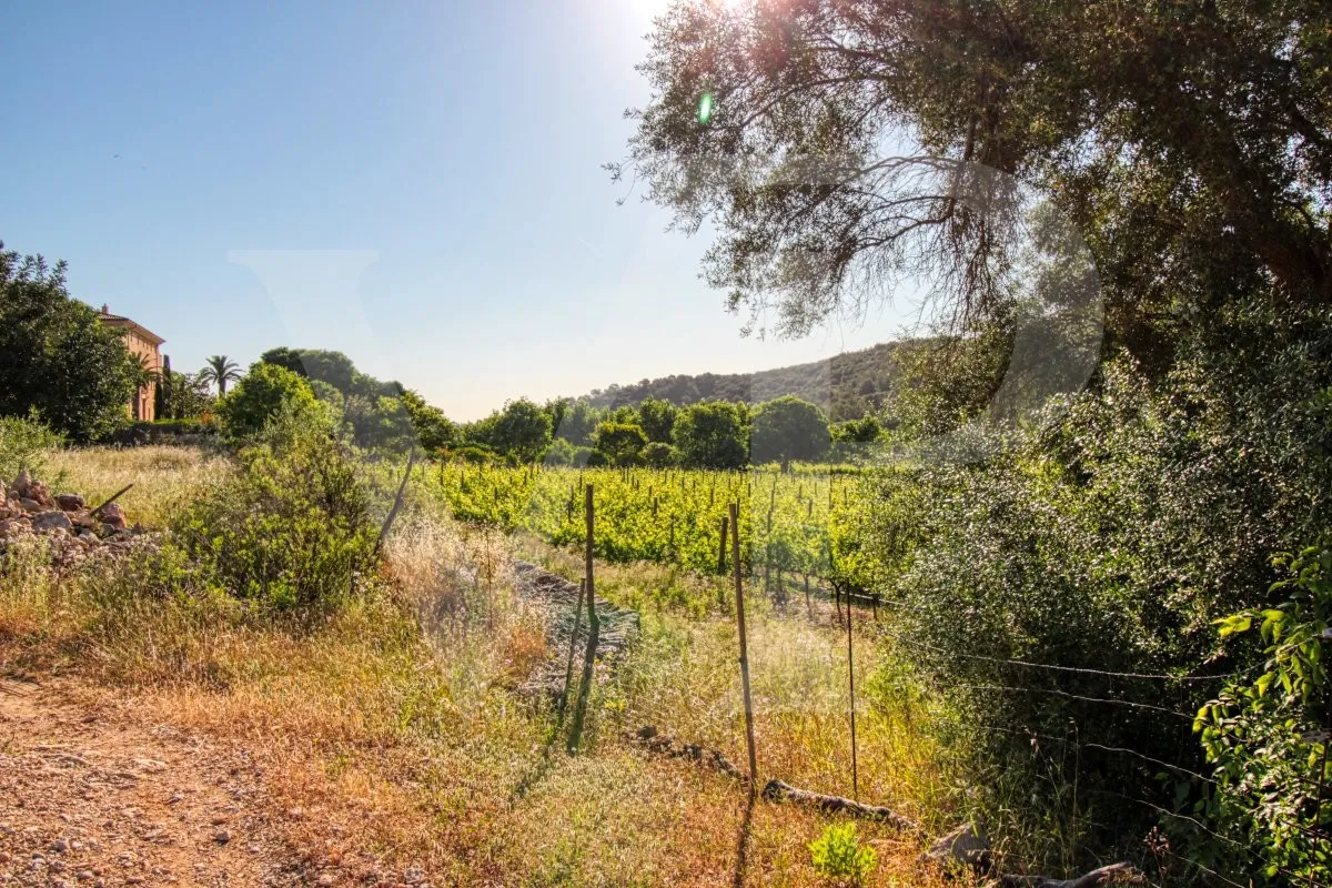 Schönes Anwesen von 29 Hektar in Puig de Maria in Pollença mit Weinberg, Olivenhain, Steineichenwald und der Möglichkeit, ein Haus oder einen Weinkeller zu bauen