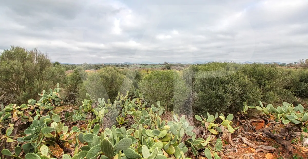 fantastisches-traditionelles-haus-in-der-nähe-von-cala-anguila-an-der-levante-Küste-in-porto-cristo-zu-verkaufen