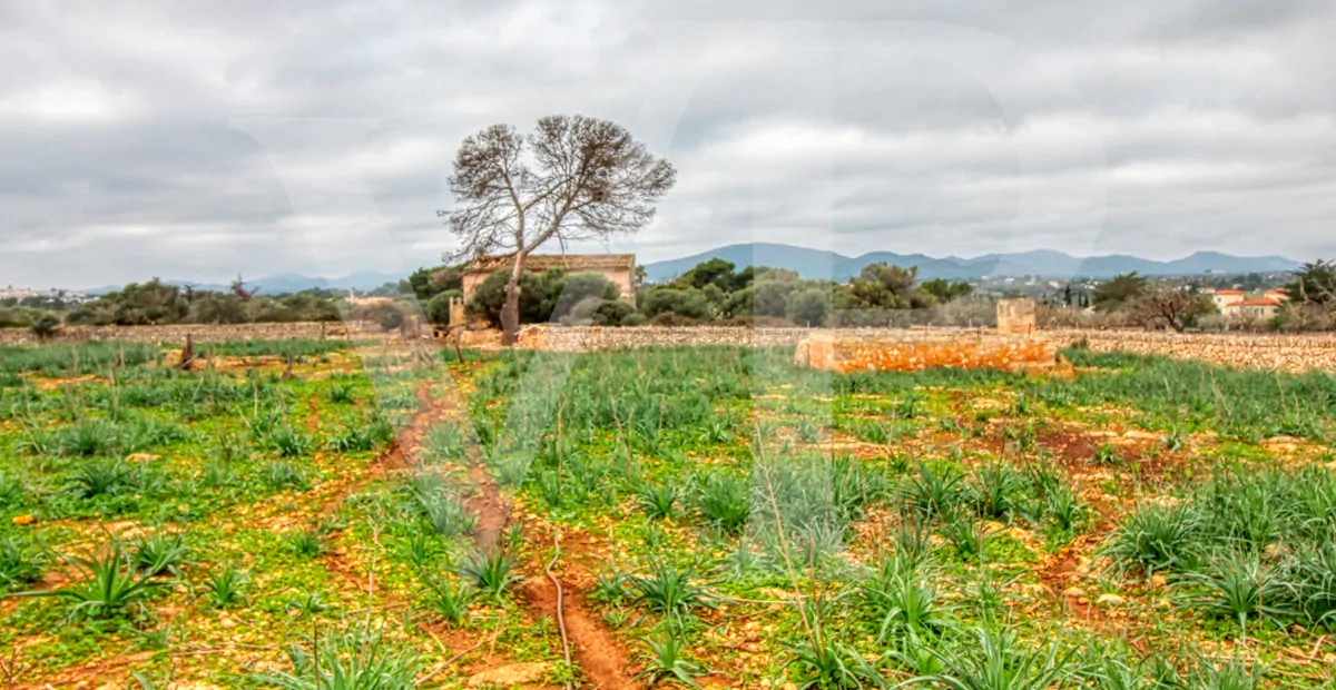 fantastisches-traditionelles-haus-in-der-nähe-von-cala-anguila-an-der-levante-Küste-in-porto-cristo-zu-verkaufen