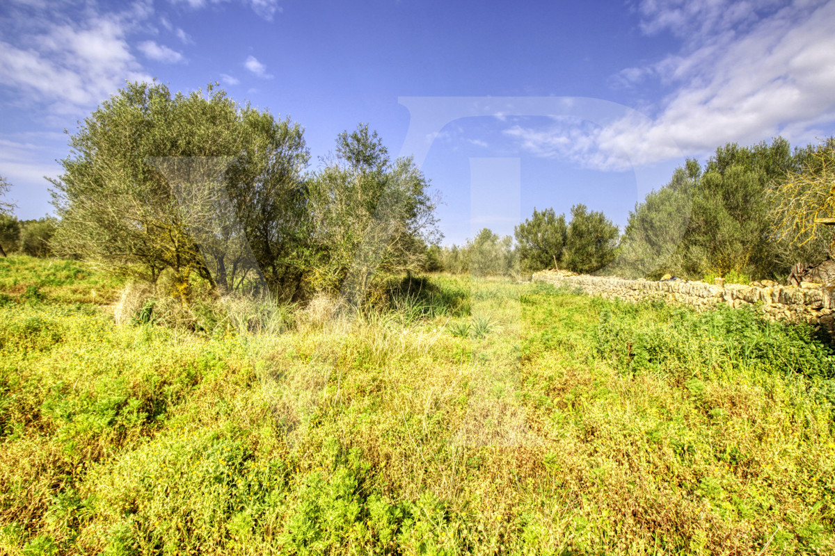 Precioso casa rústica para reformar en parcela de 3,8 hectáreas entre Manacor y Calas de Mallorca