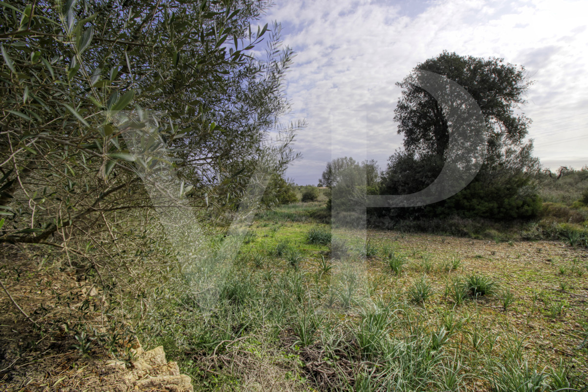 Precioso casa rústica para reformar en parcela de 3,8 hectáreas entre Manacor y Calas de Mallorca