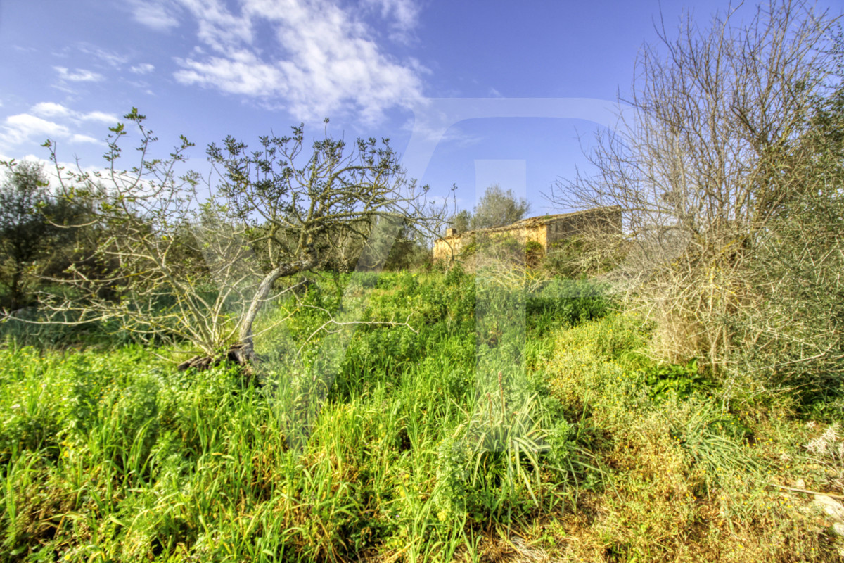 Precioso casa rústica para reformar en parcela de 3,8 hectáreas entre Manacor y Calas de Mallorca