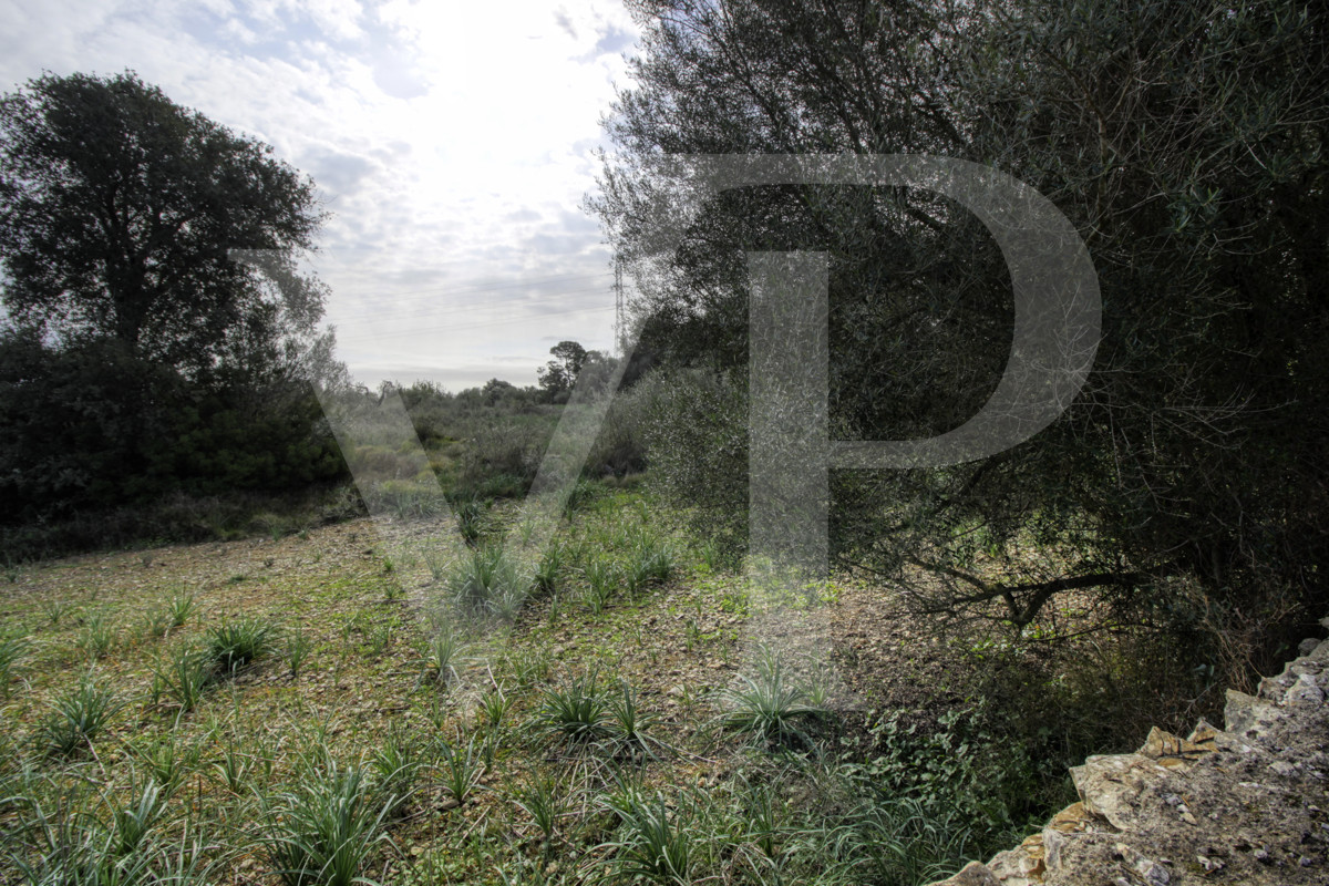 Precioso casa rústica para reformar en parcela de 3,8 hectáreas entre Manacor y Calas de Mallorca