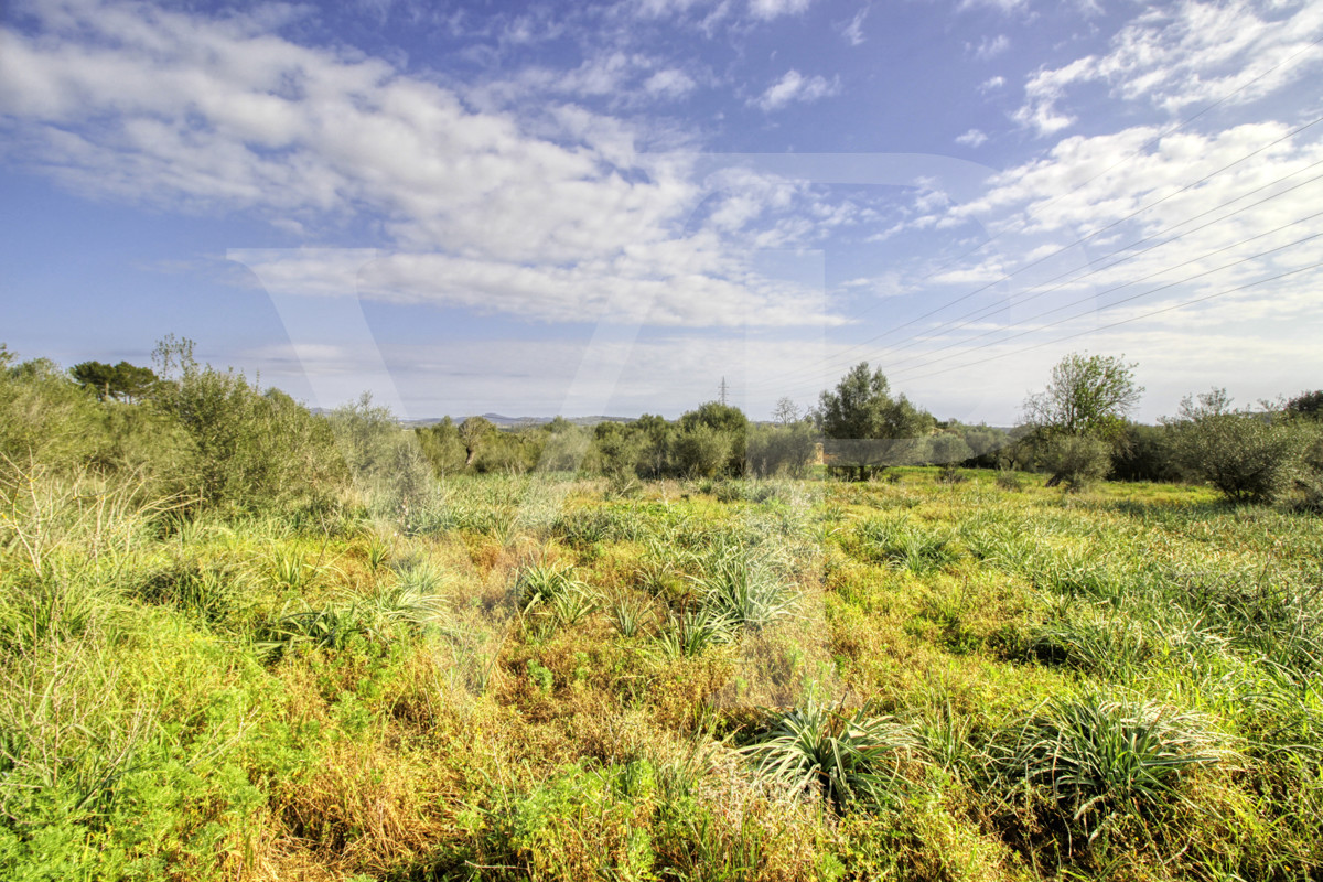 Precioso casa rústica para reformar en parcela de 3,8 hectáreas entre Manacor y Calas de Mallorca