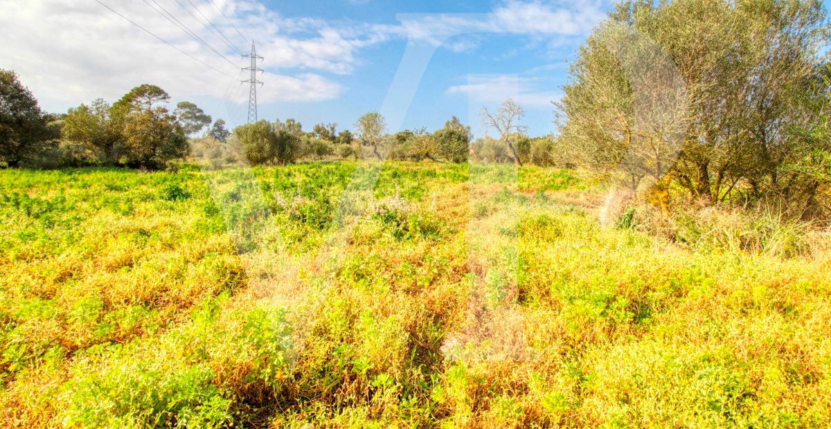 Schönes rustikales Haus zum Renovieren auf einem Grundstück von 3,8 Hektar zwischen Manacor und Calas de Mallorca