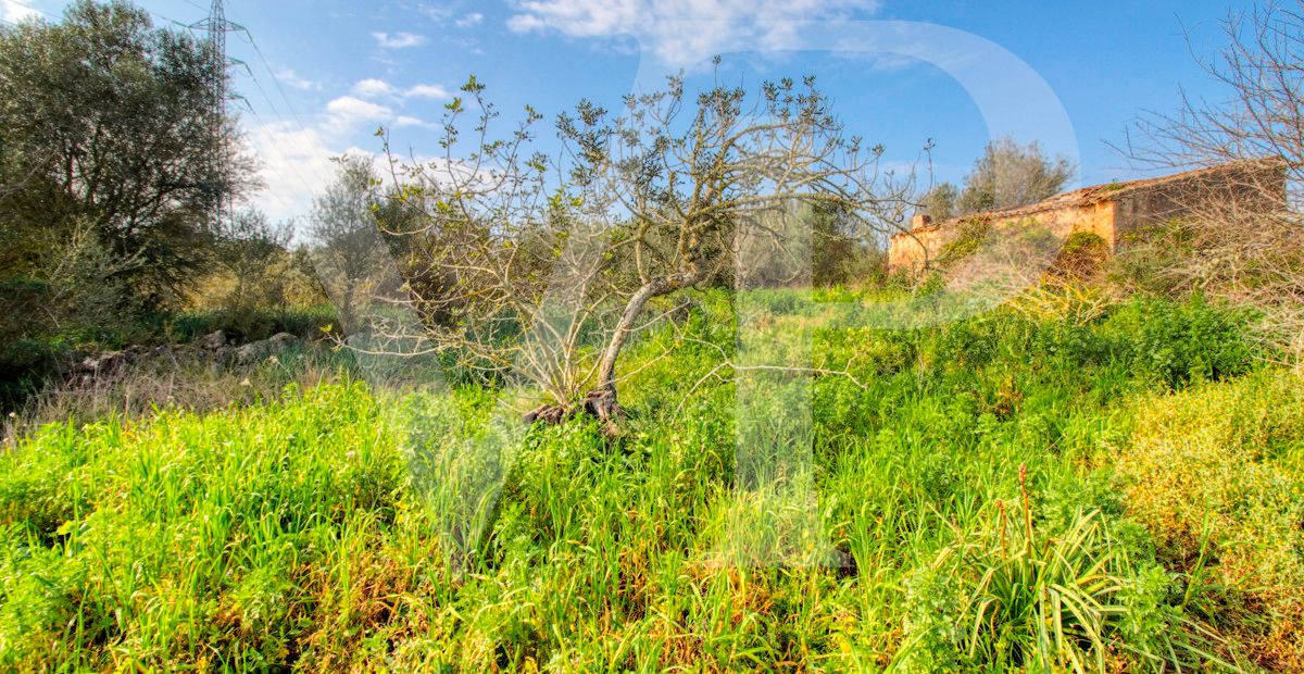 Schönes rustikales Haus zum Renovieren auf einem Grundstück von 3,8 Hektar zwischen Manacor und Calas de Mallorca
