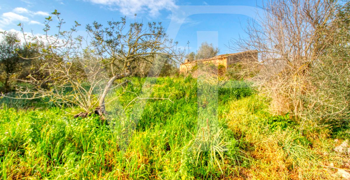 Schönes rustikales Haus zum Renovieren auf einem Grundstück von 3,8 Hektar zwischen Manacor und Calas de Mallorca