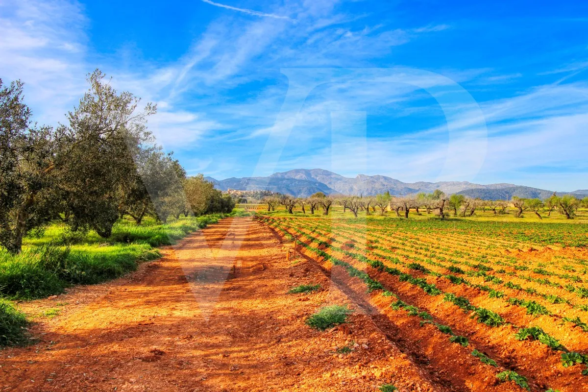 Investition, schöne Finca von fast 11,5 ha. gut gelegen nur 3 km von Búger in Sa Pobla
