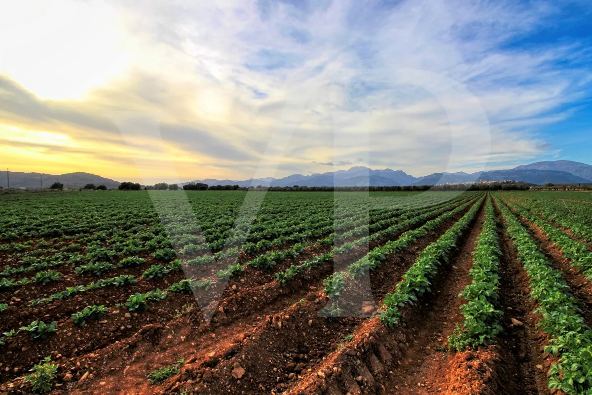 Investition, schöne Finca von fast 11,5 ha. gut gelegen nur 3 km von Búger in Sa Pobla